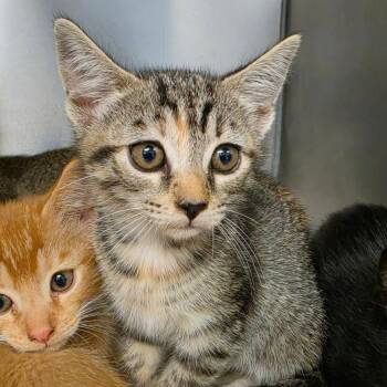 Honeybun -  Domestic Short Hair Cat for Adoption in Martinsville, Virginia - Honeybun | PetCurious
