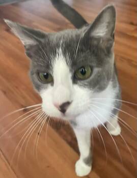 Rescue Domestic Short Hair Cats for Adoption in Los Angeles, California - Lily Boo | PetCurious