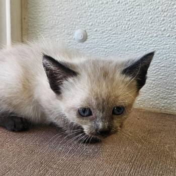 Corral kitten 2 -  Domestic Medium Hair Cat for Adoption in Green River, Wyoming - Corral Kitten 2 | PetCurious