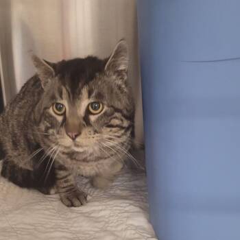 Domestic Short Hair Cats Available for Adoption in East St. Louis, Illinois - Dumbledore-C | PetCurious