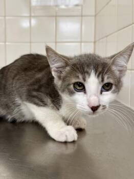 Haze -  Domestic Short Hair Cat for Adoption in San Antonio, Texas - Haze | PetCurious