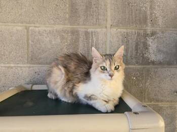VANESSA -  Domestic Medium Hair Cat for Adoption in Auburn, California - VANESSA | PetCurious