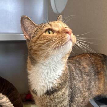 Victoria -  Domestic Medium Hair Cat for Adoption in Reno, Nevada - Victoria | PetCurious