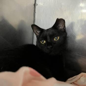 Liora -  Domestic Short Hair Cat for Adoption in Lyndhurst, Virginia - Liora | PetCurious