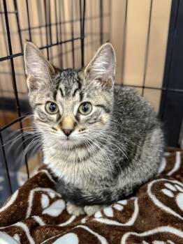 Rescue Domestic Short Hair Cats for Adoption in Calgary, Alberta - Balchowsky | PetCurious