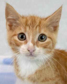 Earl Grey -  Domestic Short Hair and Tabby Cat for Adoption in Kennesaw, Georgia - Earl Grey | PetCurious