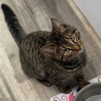 Domestic Short Hair Cats Available for Adoption - Mr. Darcy | PetCurious