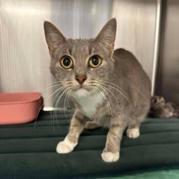 Domestic Short Hair Cats Available for Adoption in Madison, Wisconsin - Patty | PetCurious