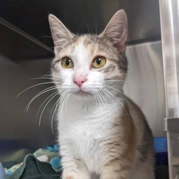 Tippy -  Domestic Short Hair Cat for Adoption in Evansville, Indiana - Tippy | PetCurious