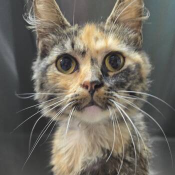 Olive Oil 26-0576 -  Domestic Medium Hair Cat for Adoption in Yanceyville, North Carolina - Olive Oil 26-0576 | PetCurious