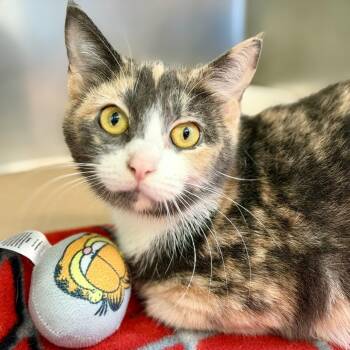 Aster -  Domestic Short Hair Cat for Adoption in Jackson Township, New Jersey - Aster | PetCurious