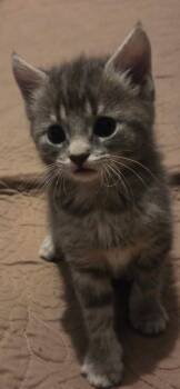 Edith Cranwinkle -  Domestic Short Hair Cat for Adoption in Saint Charles, Missouri - Edith Cranwinkle | PetCurious