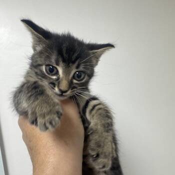 Gully -  Domestic Short Hair Cat for Adoption in Lakewood, California - Gully | PetCurious
