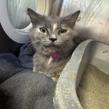 Loveland -  Domestic Medium Hair Cat for Adoption in Pekin, Illinois - Loveland | PetCurious