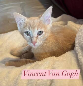 Domestic Short Hair and Tabby Cats Available for Adoption in Houston, Texas - Vincent Van Gogh | PetCurious