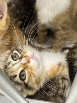 Aoife -  Domestic Short Hair Cat for Adoption in Fort Walton Beach, Florida - Aoife | PetCurious