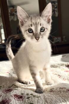 Calzone -  Siamese Cat for Adoption in Chicago, Illinois - Calzone | PetCurious