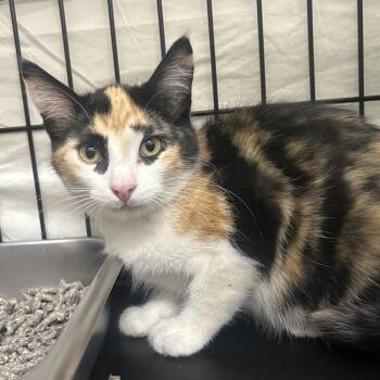 Amelia -  Domestic Short Hair Cat for Adoption in Bismarck, North Dakota - Amelia | PetCurious