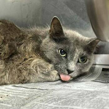 SVAS-Stray-38881 -  Domestic Short Hair Cat for Adoption in Lyndhurst, Virginia - SVAS-Stray-38881 | PetCurious