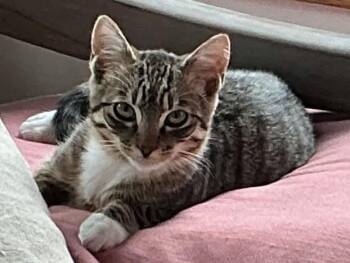 Cedar -  Domestic Short Hair Cat for Adoption in Gladstone, Oregon - Cedar | PetCurious