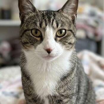 Dragon 4677 -  Domestic Short Hair Cat for Adoption in Boca Raton, Florida - Dragon 4677 | PetCurious