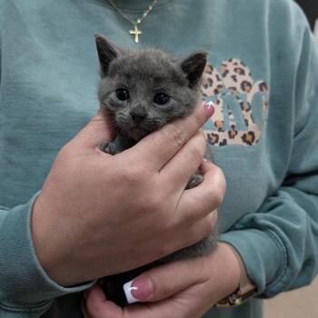 Blue Bell -  Domestic Short Hair Cat for Adoption in Ardmore, Oklahoma - Blue Bell | PetCurious