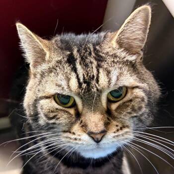 Neffie -  Domestic Short Hair Cat for Adoption in Fall River, Massachusetts - Neffie | PetCurious