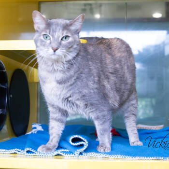 Rescue Domestic Short Hair Cats for Adoption in Abilene, Texas - Paris | PetCurious