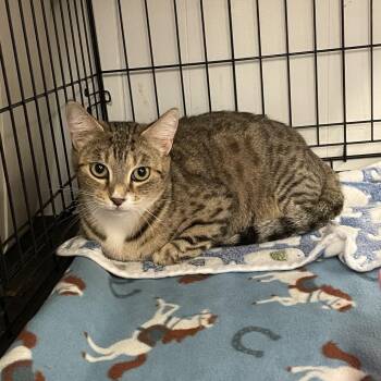 Domestic Short Hair Cats Available for Adoption in Spokane, Washington - Tippi | PetCurious