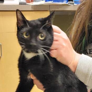 Rescue Domestic Short Hair Cats for Adoption in Baltimore, Maryland - York Peppermint Patty | PetCurious