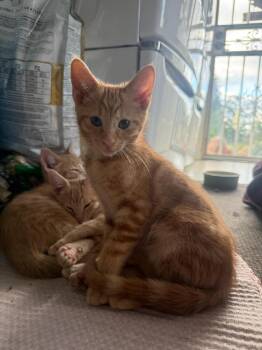Puffy -  Domestic Short Hair Cat for Adoption in Vancouver, Washington - Puffy | PetCurious