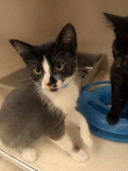 Checkers - I AM AT PetSmart Northborough -  Domestic Short Hair Cat for Adoption in East Brookfield, Massachusetts - Checkers - I AM AT PetSmart Northborough | PetCurious
