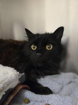 Domestic Long Hair Cats Available for Adoption in Kent, Washington - ELLIE | PetCurious