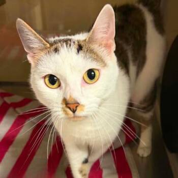 Zoe -  Domestic Short Hair Cat for Adoption in Concord, North Carolina - Zoe | PetCurious