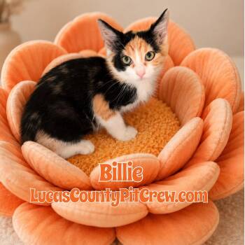 Billie -  Calico and American Shorthair Cat for Adoption in Toledo, Ohio - Billie | PetCurious
