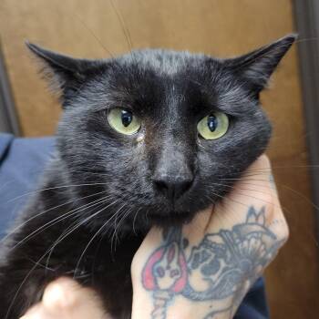 Domestic Short Hair Cats Available for Adoption - Patches | PetCurious