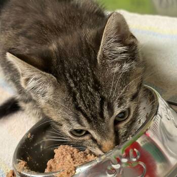 Domestic Short Hair Cats Available for Adoption in Asheville, North Carolina - Clyde | PetCurious