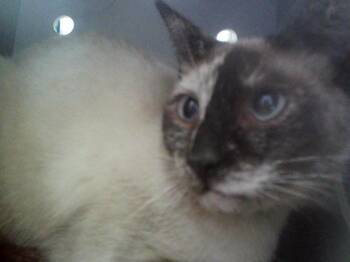 CUPCAKE -  Domestic Short Hair Cat for Adoption in Martinez, California - CUPCAKE | PetCurious