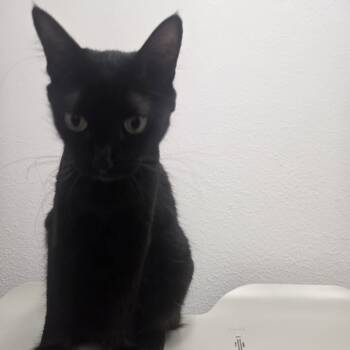 Rescue Domestic Short Hair Cats for Adoption in Ashland, Oregon - Marie | PetCurious