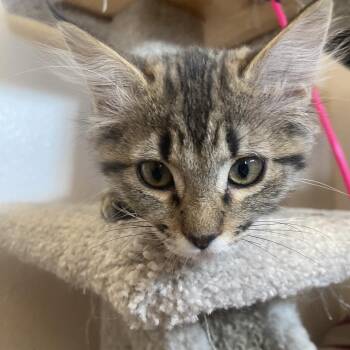 Pepper -  Domestic Medium Hair Cat for Adoption in Yucca Valley, California - Pepper | PetCurious