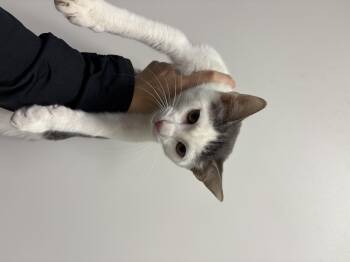 Rescue Domestic Short Hair Cats for Adoption in Zimmerman, Minnesota - Cocoa | PetCurious