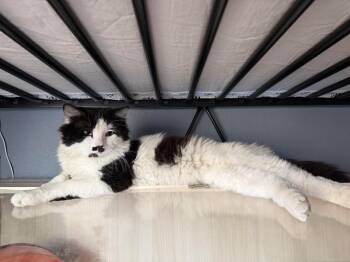 Domestic Medium Hair Cats Available for Adoption in Anthem, Arizona - Chaplin | PetCurious