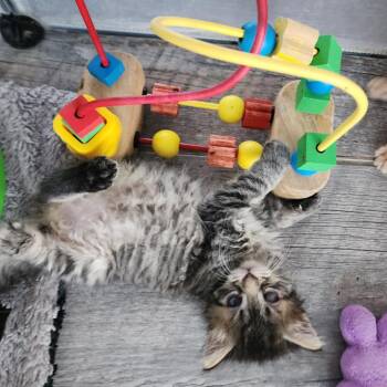 Sophia -  Domestic Medium Hair Cat for Adoption in Tustin, California - Sophia | PetCurious