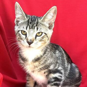 Rescue Domestic Short Hair Cats for Adoption in Sequatchie, Tennessee - Socks | PetCurious