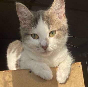 Rescue Domestic Short Hair Cats for Adoption in Beckley, West Virginia - Heidi May | PetCurious