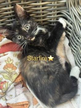 Starfire -  Domestic Short Hair Cat for Adoption in Chamblee, Georgia - Starfire | PetCurious