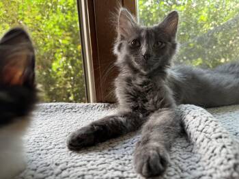 Gene -  Domestic Long Hair Cat for Adoption in Hammond, Indiana - Gene | PetCurious