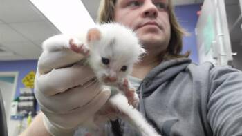 SIMBA -  Domestic Short Hair Cat for Adoption in Omaha, Nebraska - SIMBA | PetCurious