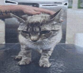 Siamese Cats Available for Adoption in Zimmerman, Minnesota - Bambi | PetCurious