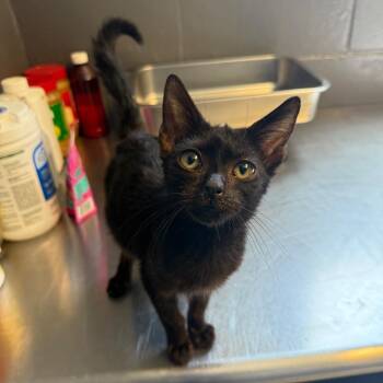 TUSC-Stray-85887 -  Domestic Short Hair Cat for Adoption in Tuscaloosa, Alabama - TUSC-Stray-85887 | PetCurious